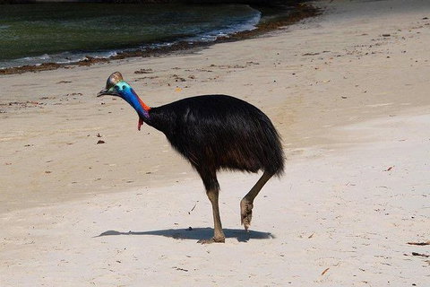 Daintree - Cape Tribulation & Atherton Tablelands Tours From Port Douglas - Accommodation Perth 17