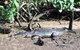 Daintree - Cape Tribulation & Atherton Tablelands Tours From Port Douglas - thumb 24