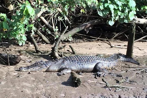 Daintree - Cape Tribulation & Atherton Tablelands Tours From Port Douglas - Accommodation Perth 24