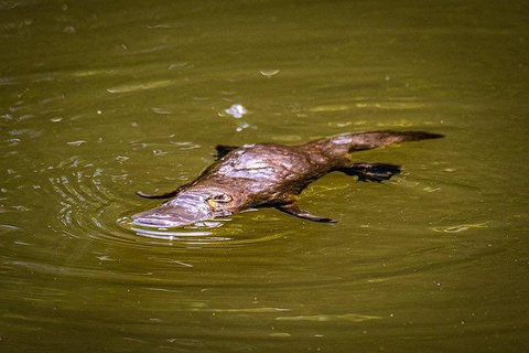 Daintree - Cape Tribulation & Atherton Tablelands Tours From Port Douglas - Accommodation Perth 27