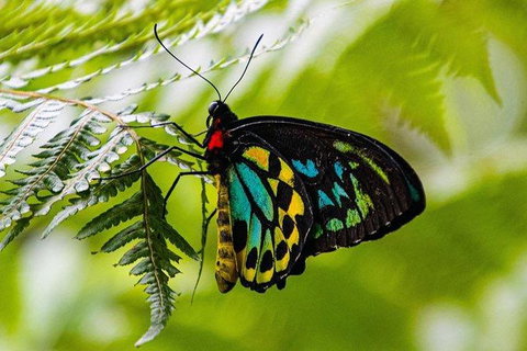 Daintree - Cape Tribulation & Atherton Tablelands Tours From Port Douglas - Accommodation Perth 19