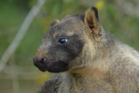 Daintree - Cape Tribulation & Atherton Tablelands Tours From Port Douglas - Accommodation Perth 8