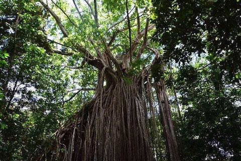 Daintree - Cape Tribulation & Atherton Tablelands Tours From Port Douglas - Accommodation Perth 20