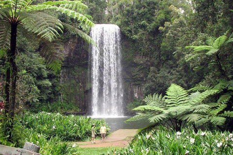 Daintree - Cape Tribulation & Atherton Tablelands Tours From Port Douglas - Accommodation Perth 12