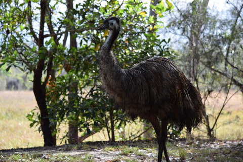 Daintree - Cape Tribulation & Atherton Tablelands Tours From Port Douglas - Accommodation Perth 29