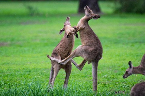 Daintree - Cape Tribulation & Atherton Tablelands Tours From Port Douglas - Accommodation Perth 14