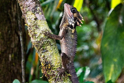 Daintree - Cape Tribulation & Atherton Tablelands Tours From Port Douglas - Accommodation Perth 7