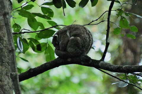 Daintree - Cape Tribulation & Atherton Tablelands Tours From Port Douglas - Accommodation Perth 11