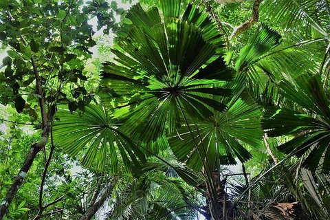 Daintree - Cape Tribulation & Atherton Tablelands Tours From Port Douglas - Accommodation Perth 22