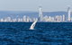 Half-Day Whale Watching And Canal Cruise From Surfers Paradise - thumb 1