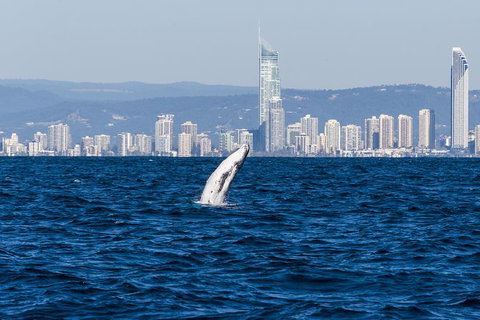 Half-Day Whale Watching And Canal Cruise From Surfers Paradise - Perth Resorts 1
