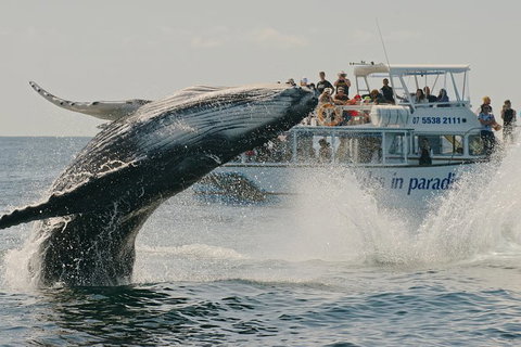 Half-Day Whale Watching And Canal Cruise From Surfers Paradise - Perth Resorts 3
