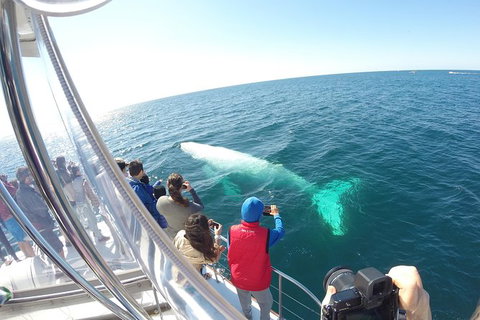 Half-Day Whale Watching And Canal Cruise From Surfers Paradise - Perth Resorts 6