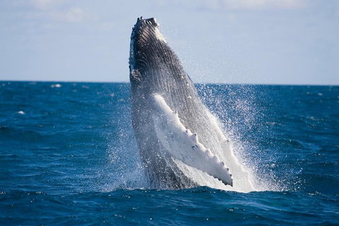 Half-Day Whale Watching And Canal Cruise From Surfers Paradise - Perth Resorts 5