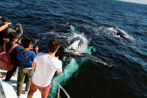 Half-Day Whale Watching And Canal Cruise From Surfers Paradise - Perth Resorts 2