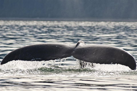 Half-Day Whale Watching And Canal Cruise From Surfers Paradise - Perth Resorts 7