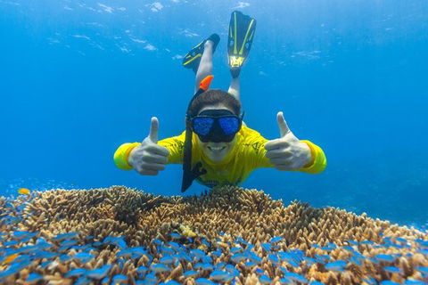 Ocean Safari Great Barrier Reef Experience In Cape Tribulation - Accommodation Perth 5