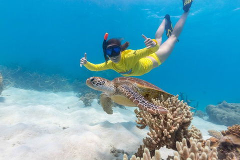 Ocean Safari Great Barrier Reef Experience In Cape Tribulation - Accommodation Perth 13