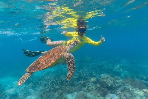 Ocean Safari Great Barrier Reef Experience In Cape Tribulation - Accommodation Perth 14