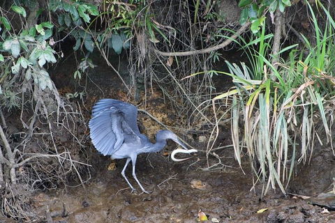 Daintree River Cruise - Accommodation Perth 4