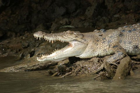 Daintree River Cruise - Accommodation Perth 3