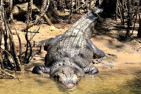 Daintree River Cruise - Accommodation Perth 9