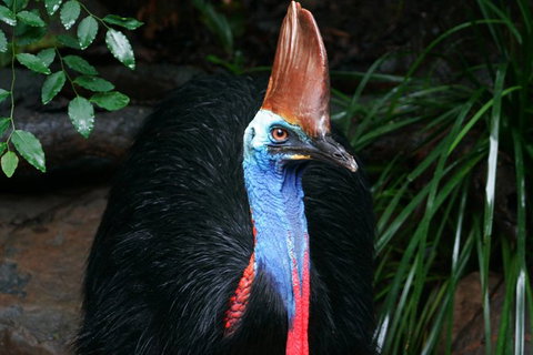 Cape Tribulation, Daintree Rainforest And Wildlife Tour - Accommodation Perth 1