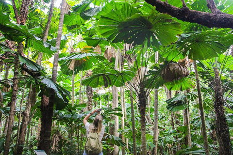 Cape Tribulation, Daintree Rainforest And Wildlife Tour - Accommodation Perth 2