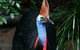 Cape Tribulation, Daintree Rainforest And Wildlife Tour - thumb 4