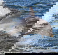 Noosa Oceanrider Scenic Dolphin Safari - Accommodation Perth