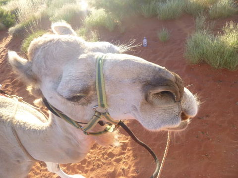 Uluru Small-Group Tour By Camel At Sunrise Or Sunset - Perth Resorts 10