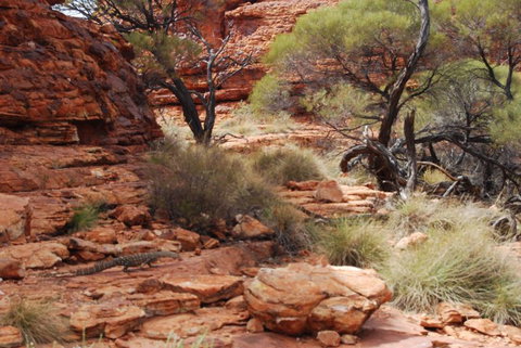 Kings Canyon Day Trip From Ayers Rock - Perth Resorts 24