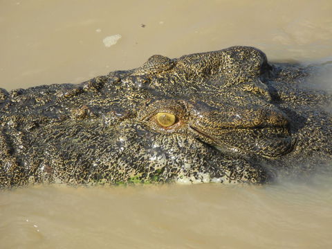 Darwin Jumping Crocodiles Cruise On Adelaide River - Accommodation Perth 4