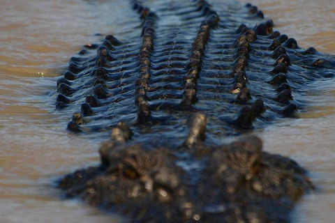 Darwin Jumping Crocodiles Cruise On Adelaide River - Accommodation Perth 1