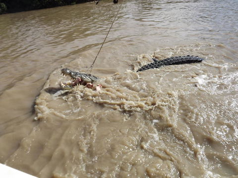 Darwin Jumping Crocodiles Cruise On Adelaide River - Accommodation Perth 8