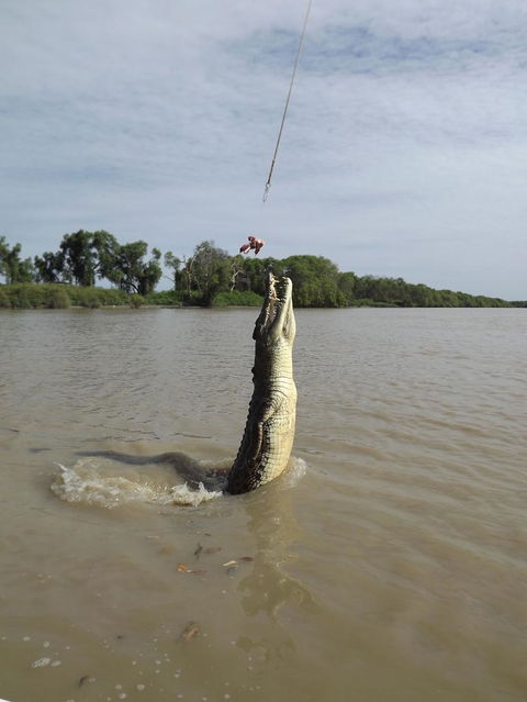 Darwin Jumping Crocodiles Cruise On Adelaide River - Accommodation Perth 2