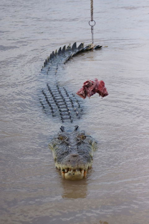 Darwin Jumping Crocodiles Cruise On Adelaide River - Accommodation Perth 7