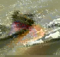 Darwin Jumping Crocodiles Cruise on Adelaide River - Accommodation Perth