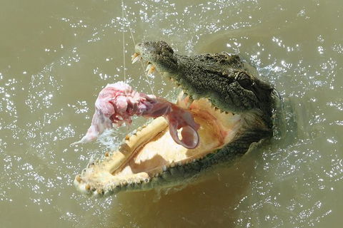 Darwin Jumping Crocodiles Cruise On Adelaide River - Accommodation Perth 0