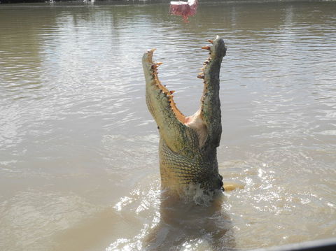Darwin Jumping Crocodiles Cruise On Adelaide River - Accommodation Perth 5