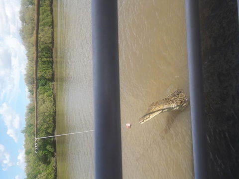 Darwin Jumping Crocodiles Cruise On Adelaide River - Accommodation Perth 3