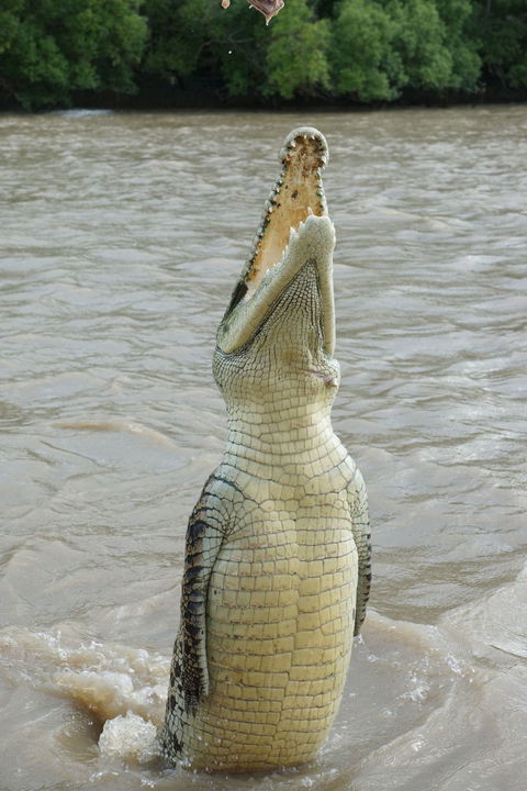 Darwin Jumping Crocodiles Cruise On Adelaide River - Accommodation Perth 6