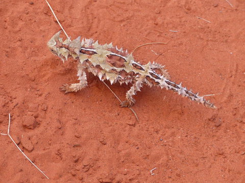 Alice Springs Highlights Half-Day Tour - Perth Resorts 5