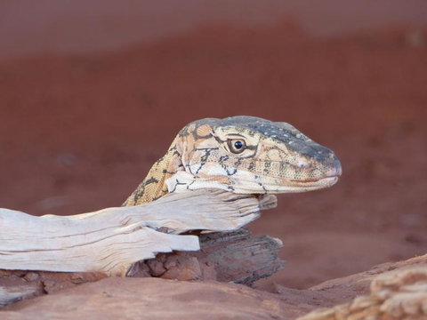 Alice Springs Highlights Half-Day Tour - Perth Resorts 6