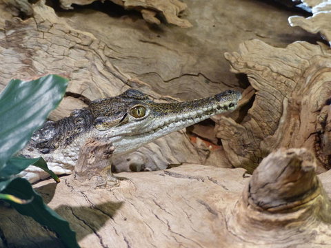 Alice Springs Highlights Half-Day Tour - Perth Resorts 7