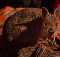 Alice Springs Desert Park Nocturnal Tour - Accommodation Perth