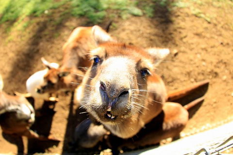 All-Inclusive Blue Mountains Day Trip With River Cruise - Accommodation Perth 1