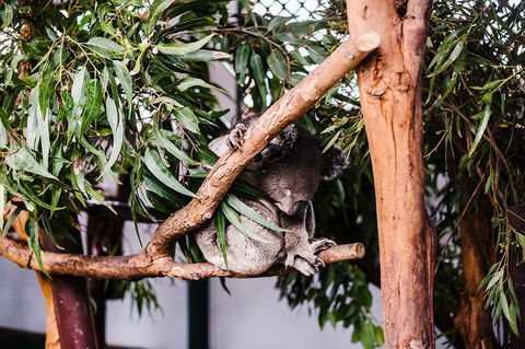 All-Inclusive Blue Mountains Day Trip With River Cruise - Accommodation Perth 14