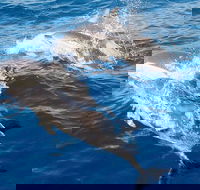 Port Stephens Day Tour From Sydney Including 4WD Sandboarding and Dolphins - Accommodation Perth