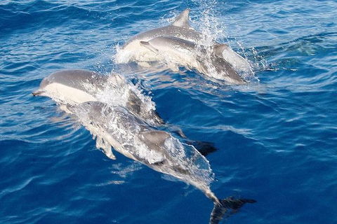 Port Stephens Day Tour From Sydney Including 4WD, Sandboarding And Dolphins - Accommodation Perth 0